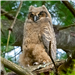 Grey Horned Owl Farm Street