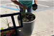 First day of Blackstone Millville Garden Club - May 17 2022