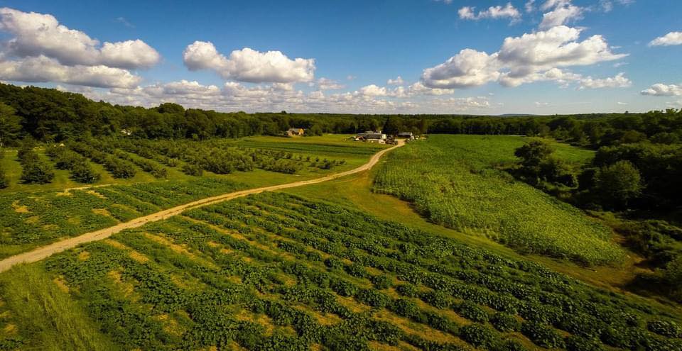 Joanna Wojcik - luchuk Old Farm Road