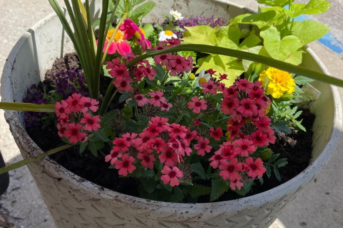 First day of Blackstone Millville Garden Club - May 17-2022